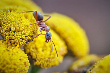 Rotrückigen Sklavenameise ( Formica cunicularia ).