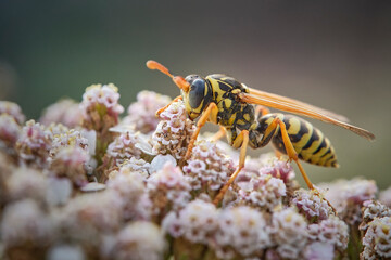 Haus-Feldwespe ( Polistes dominula ).