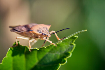 Nördliche Fruchtwanze ( Carpocoris fuscispinus ).