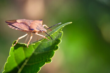 Nördliche Fruchtwanze ( Carpocoris fuscispinus ).