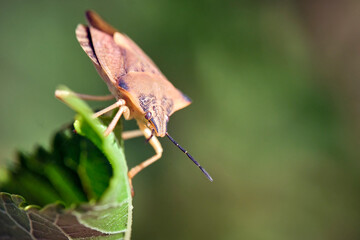 Nördliche Fruchtwanze ( Carpocoris fuscispinus ).