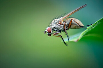 Brachfliege ( Delia coarctata ).