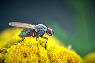 Brachfliege ( Delia coarctata ).