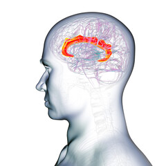 Human brain highlighting the cingulate gyrus, 3D illustration