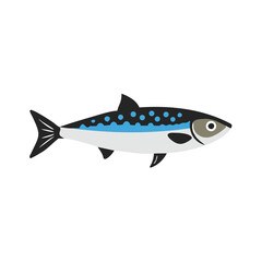 Isolated vector illustration of a flat style Atlantic mackerel