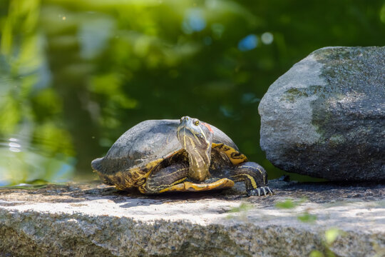 ミシシッピガメ アカミミガメ - Wikipedia