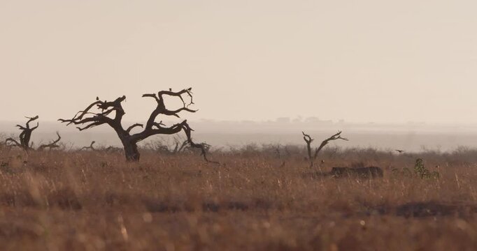 Very wide of a Cheetah (Acinonyx jubatus) walking towards a dead tree in the dry savannah grassland at daybreak in Kenya