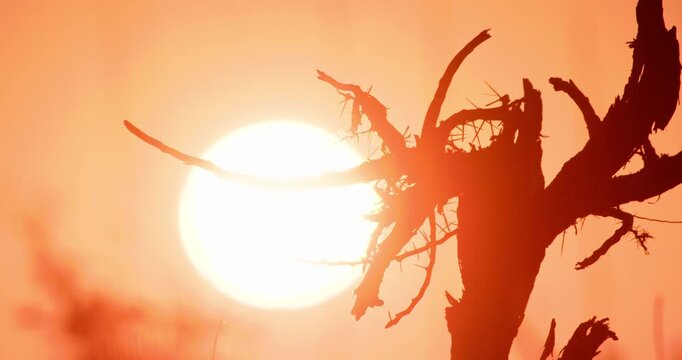 Close-up of a dead tree branches silhouetted against the morning sun in dry savannah grassland at sunrise in Kenya
