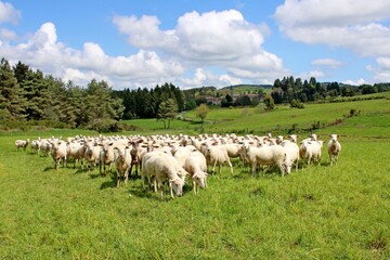 Obraz premium le troupeau