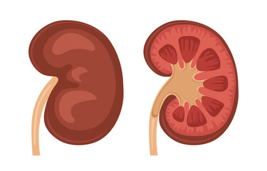 Human kidney. Kidney anatomy. Vector illustration isolated on white background.