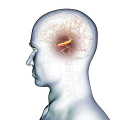 Hippocampus in human brain, 3D illustration