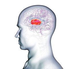 Internal capsule, 3D illustration. Highlighted in red within the human brain.