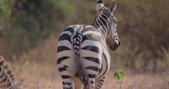 Wide of plains zebra (Equus burchelli) walking while facing away from camera in grassy savannah in sunny afternoon in Kenya
