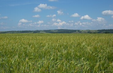 Green field on blue sky with cloud background. Green meadow under blue sky with clouds. A field sown with barley, the concept of agricultural and farmland