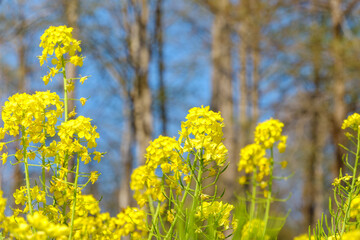 青空に映える菜の花畑