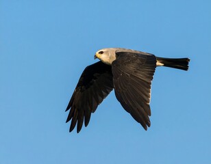 Obraz premium Black and white bird in flight against a clear sky