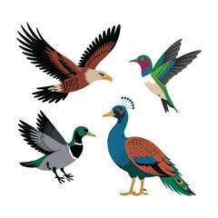 Obraz premium Vector art of collection of four diverse birds in flight and standing, including an eagle, hummingbird, peacock, and duck, isolated on white background