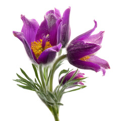 Wild flower purple pulsatilla patens, isolated on a transparent background.