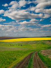 Obraz premium yellow field and blue sky