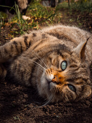 cat resting in the sun