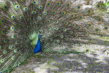 Obraz premium peacock with feathers