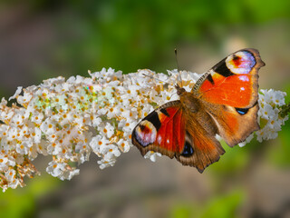 Motyl Rusałka Pawik.  © Janusz Lipiński