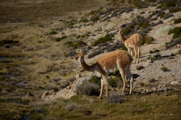 wild vicuñas roam the highlands of the Peruvian Andes — guardians of the puna and symbols of natural elegance. Their golden fleece glows under the Andean sun, a reminder of nature’s quiet majesty