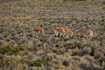 wild vicuñas roam the highlands of the Peruvian Andes — guardians of the puna and symbols of natural elegance. Their golden fleece glows under the Andean sun, a reminder of nature’s quiet majesty