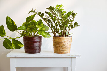 Two green potted houseplants on a white table.