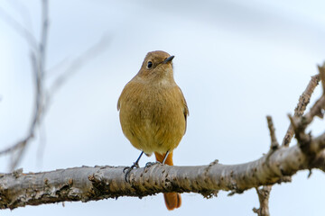 冬の枝にとまるジョウビタキの雌