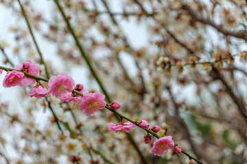 背景に白梅を添えた紅梅の枝と花