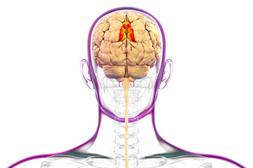 Human brain with highlighted precuneus gyrus, 3D illustration