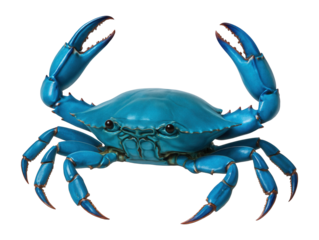 Vibrant blue crab with raised claws against a dark background.