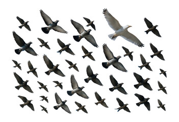 Fototapeta premium Flock of birds flying in the sky.