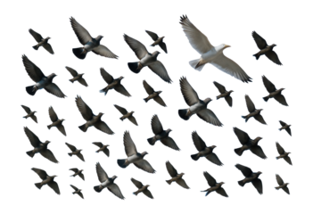 Flock of birds flying in the sky.