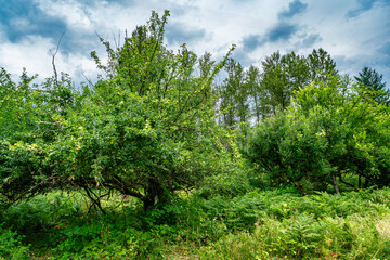 Washington Wild Apples