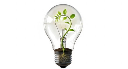 A vibrant green plant grows inside a clear glass light bulb against a stark black background