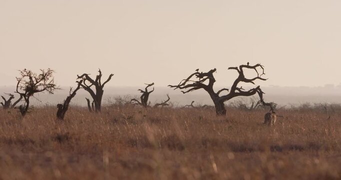 Very wide of a Cheetah (Acinonyx jubatus) scent marking on a dead tree in the dry savannah grassland at daybreak in Kenya