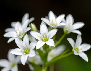 Close-up of small, white flowers