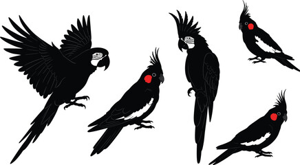 Black cockatoo silhouettes, red cheek birds, flying and perched poses, crest detail, exotic parrot vector, isolated, white background