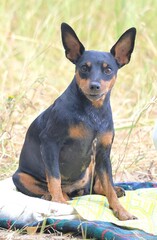 Miniature pinscher posing in nature