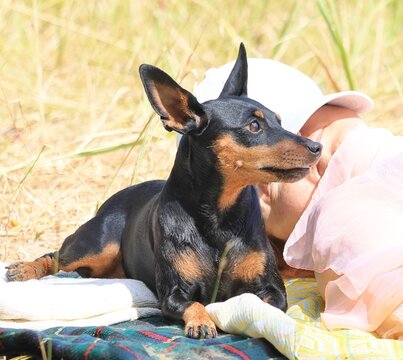 Miniature pinscher posing in nature