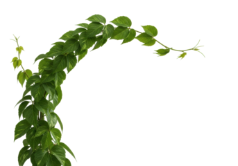 A vibrant, healthy green vine with lush, detailed emerald leaves and a graceful curve, isolated on a pristine transparent background in a studio, concept of clean natural growth and beauty