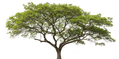 Tree isolated on transparent background  