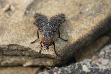 Detailed closeup on a Dancing Kiss Fly, Platystoma seminationis sitting on wood