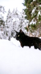 Obraz premium Black cat in snowy woods