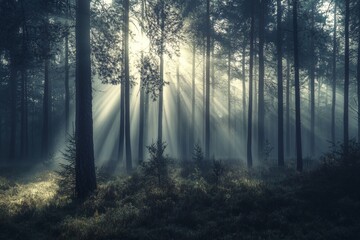 Fototapeta premium A misty forest with tall pine trees and sun rays breaking through the fog