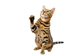 Obraz premium A sleek young adult bengal cat with golden brown rosette fur and vivid emerald green eyes, front paw raised playfully, head tilted upwards, captured with bright diffused studio lighting on a pristine