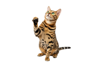 A sleek young adult bengal cat with golden brown rosette fur and vivid emerald green eyes, front paw raised playfully, head tilted upwards, captured with bright diffused studio lighting on a pristine