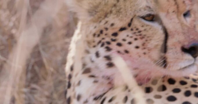 Wide of Cheetah (Acinonyx jubatus) resting and panting in dry grass under shade on hot sunny day in Savannah grassland in Kenya
